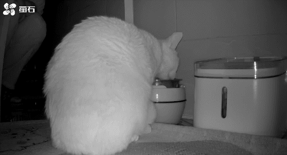【宠物】南方猫VS北方猫过冬取暖方式，最后一种看哭所有人...咪：人，谢谢你（组图） - 7