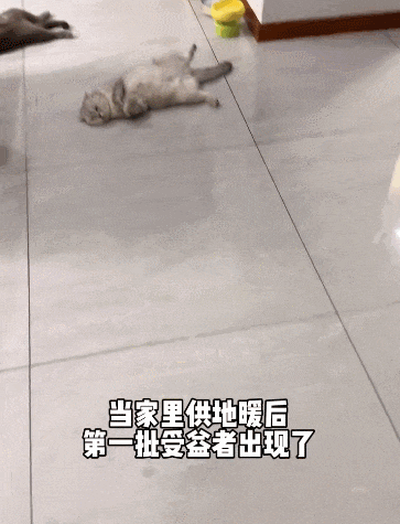【宠物】南方猫VS北方猫过冬取暖方式，最后一种看哭所有人...咪：人，谢谢你（组图） - 2