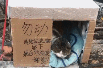 【宠物】南方猫VS北方猫过冬取暖方式，最后一种看哭所有人...咪：人，谢谢你（组图） - 24