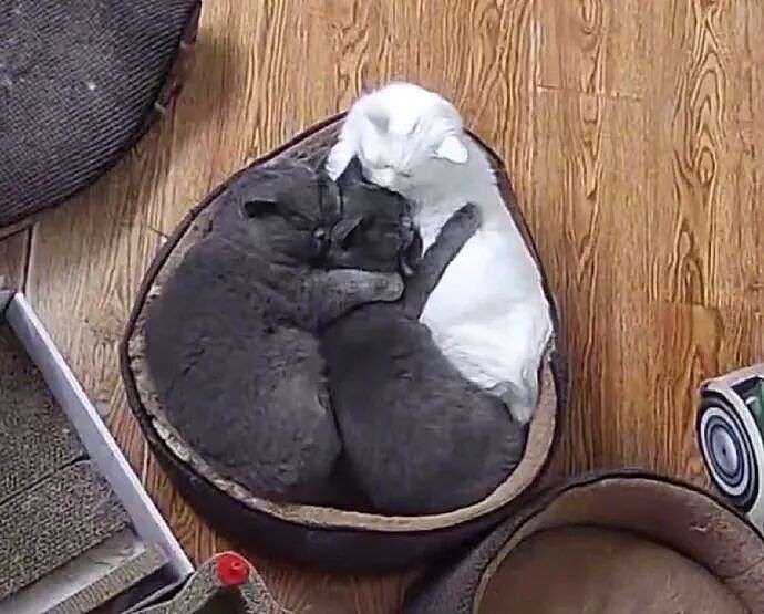 【宠物】南方猫VS北方猫过冬取暖方式，最后一种看哭所有人...咪：人，谢谢你（组图） - 4
