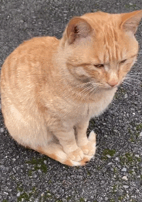 【宠物】南方猫VS北方猫过冬取暖方式，最后一种看哭所有人...咪：人，谢谢你（组图） - 16