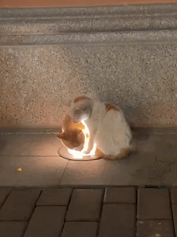 【宠物】南方猫VS北方猫过冬取暖方式，最后一种看哭所有人...咪：人，谢谢你（组图） - 17