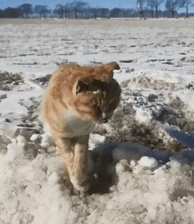 【宠物】南方猫VS北方猫过冬取暖方式，最后一种看哭所有人...咪：人，谢谢你（组图） - 23