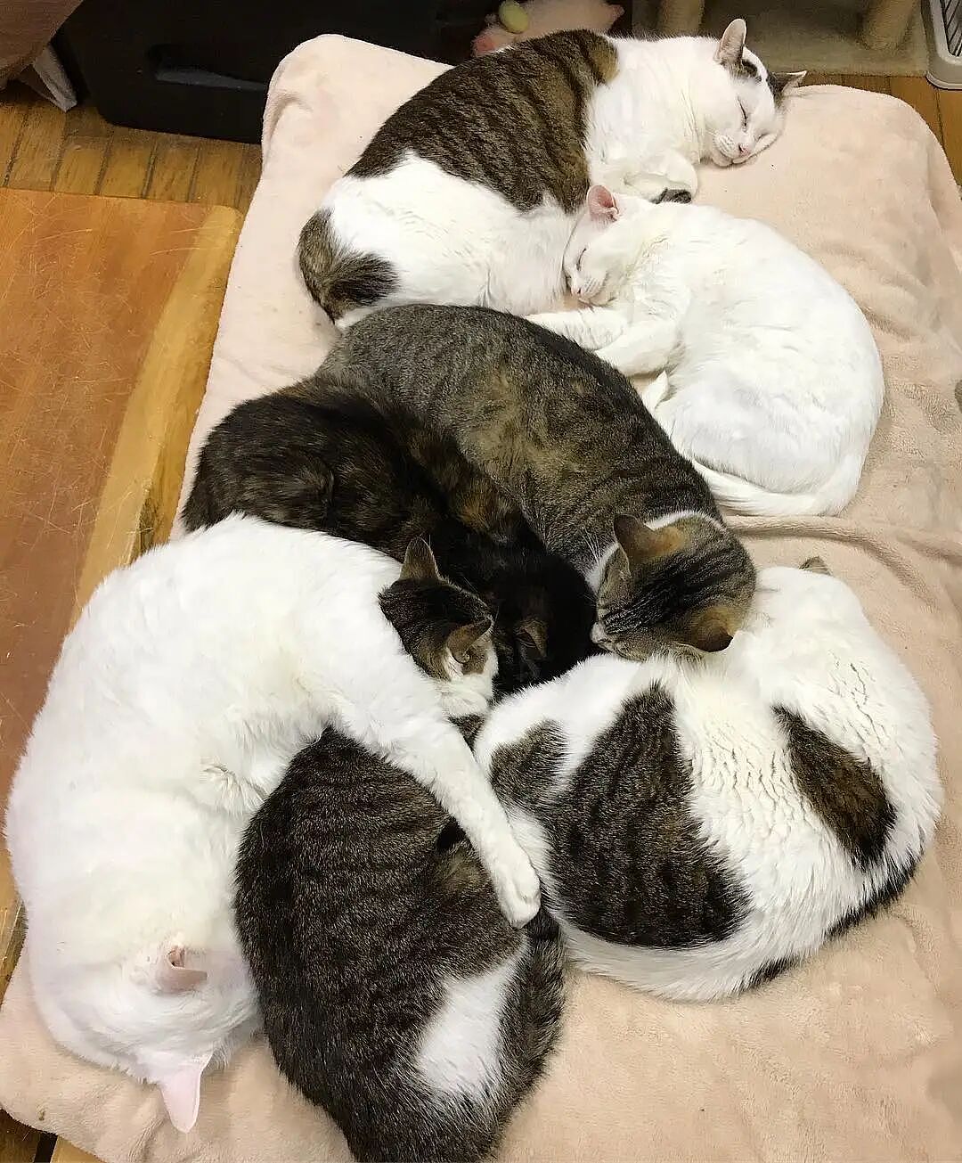 【宠物】南方猫VS北方猫过冬取暖方式，最后一种看哭所有人...咪：人，谢谢你（组图） - 8