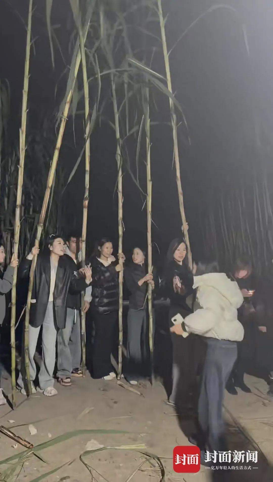 四川眉山“偷甘蔗农场”爆火！增设2.99元入场费后，地里仍来了上千游客，被逮到的人要表演才艺（组图） - 3