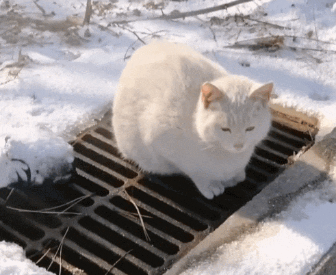 【宠物】南方猫VS北方猫过冬取暖方式，最后一种看哭所有人...咪：人，谢谢你（组图） - 18