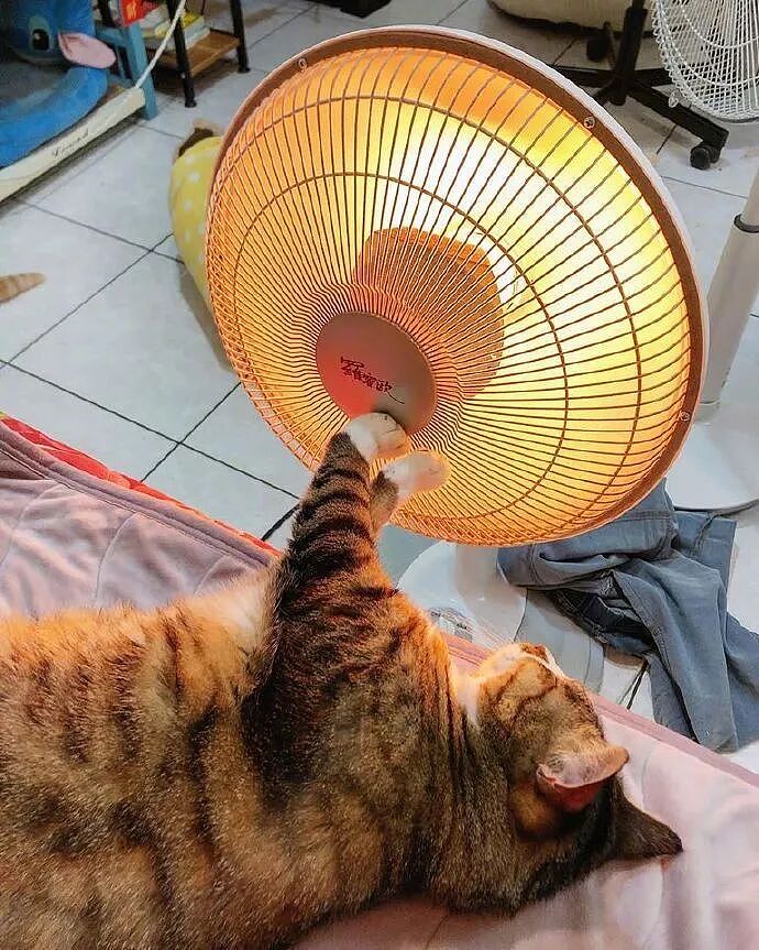 【宠物】南方猫VS北方猫过冬取暖方式，最后一种看哭所有人...咪：人，谢谢你（组图） - 10
