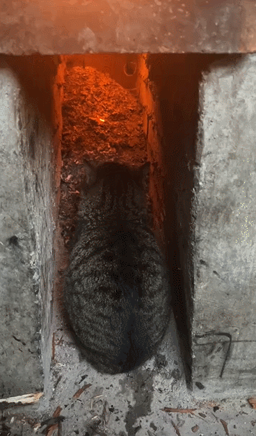 【宠物】南方猫VS北方猫过冬取暖方式，最后一种看哭所有人...咪：人，谢谢你（组图） - 12