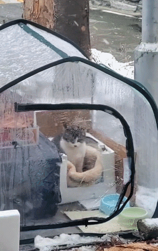 【宠物】南方猫VS北方猫过冬取暖方式，最后一种看哭所有人...咪：人，谢谢你（组图） - 25
