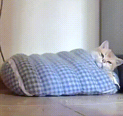 【宠物】南方猫VS北方猫过冬取暖方式，最后一种看哭所有人...咪：人，谢谢你（组图） - 9
