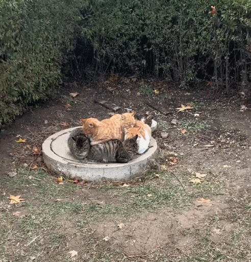 【宠物】南方猫VS北方猫过冬取暖方式，最后一种看哭所有人...咪：人，谢谢你（组图） - 14