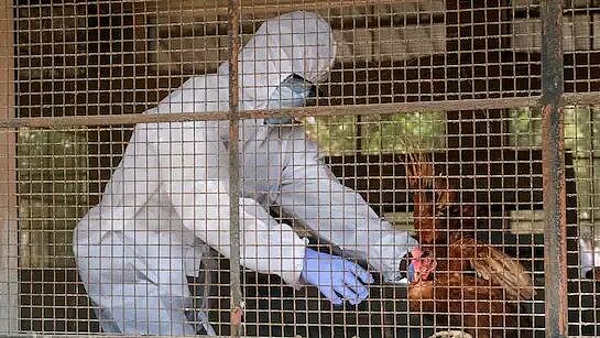 全球首例!患者感染禽流感H5N5身亡,病毒疑似来自加拿大,专家紧急示警(组图) - 4