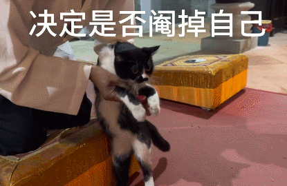 【宠物】道长“掷圣杯”问猫猫是否绝育，解读卦象后绷不住了：你是说祖师爷被这问题逗笑了（组图） - 5