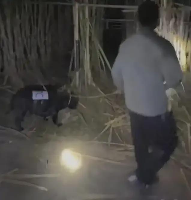 人和狗都累瘫了！9.9元的“偷甘蔗”爆火，老板：情况有点失控……（视频/组图） - 1