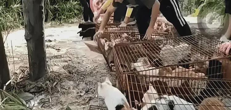 海边放生大米后续：放生团正脸曝光，还是惯犯，官方回应来了（组图） - 10
