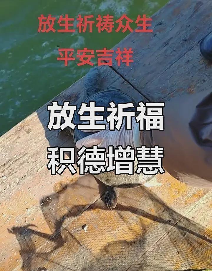 海边放生大米后续：放生团正脸曝光，还是惯犯，官方回应来了（组图） - 11