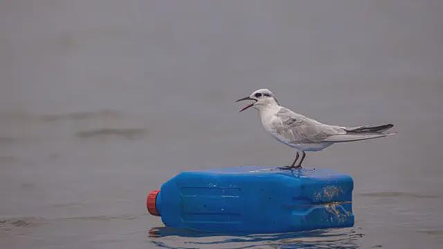 从海豹到海龟：塑料造成的致命代价有哪些（组图） - 2