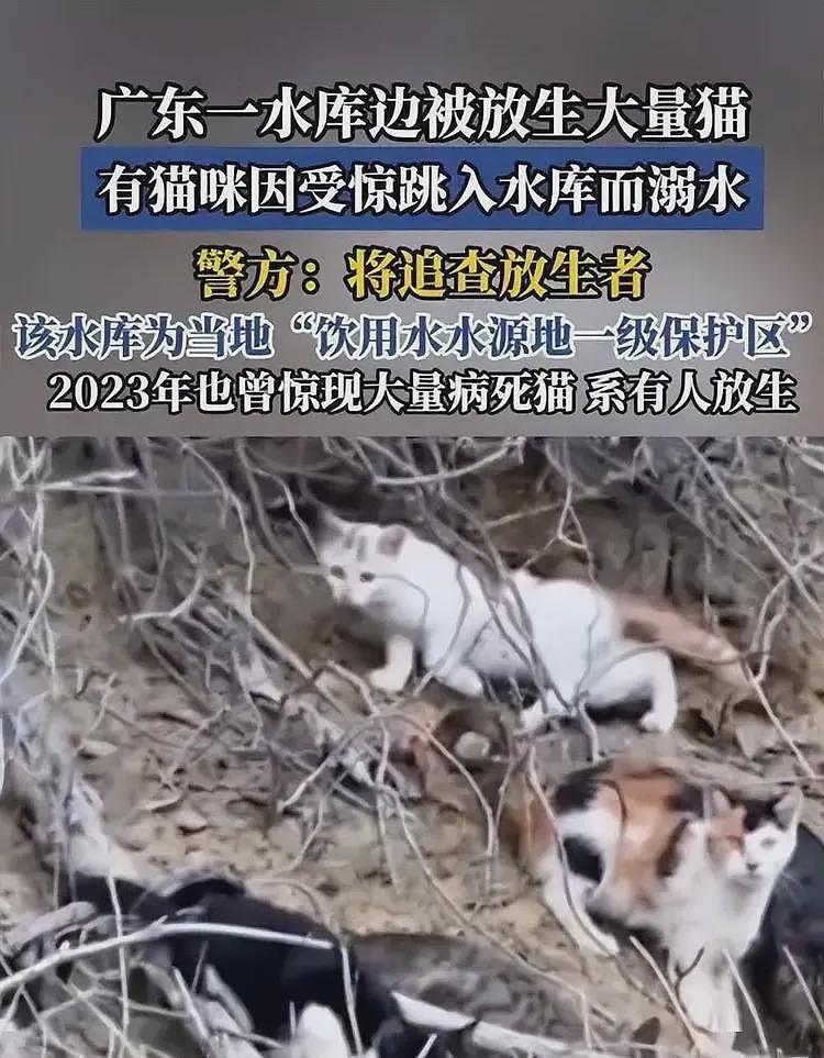 海边放生大米后续：放生团正脸曝光，还是惯犯，官方回应来了（组图） - 9