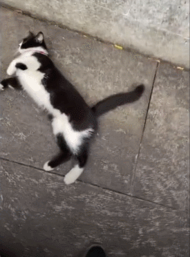 【宠物】道长“掷圣杯”问猫猫是否绝育，解读卦象后绷不住了：你是说祖师爷被这问题逗笑了（组图） - 1