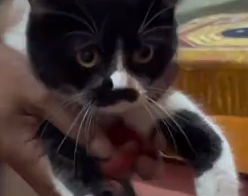 【宠物】道长“掷圣杯”问猫猫是否绝育，解读卦象后绷不住了：你是说祖师爷被这问题逗笑了（组图） - 8