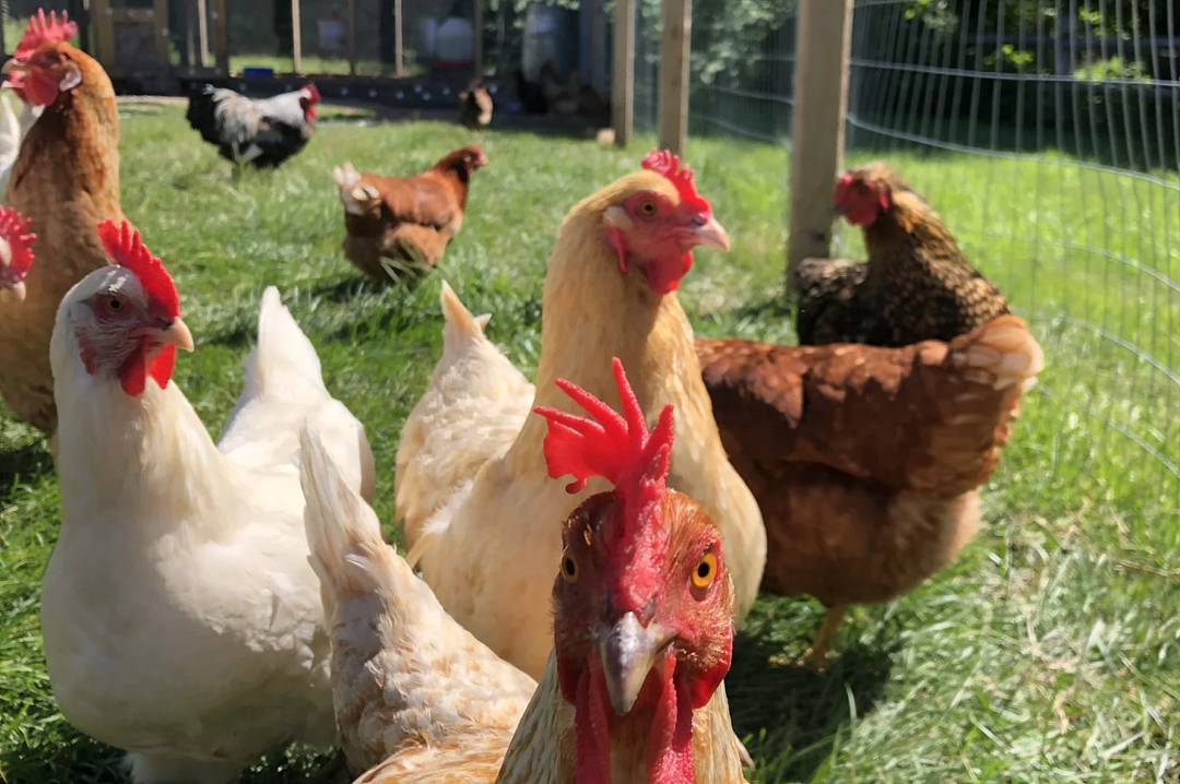 全球首例!患者感染禽流感H5N5身亡,病毒疑似来自加拿大,专家紧急示警(组图) - 1