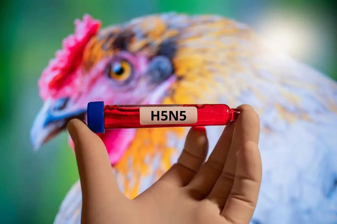 全球首例!患者感染禽流感H5N5身亡,病毒疑似来自加拿大,专家紧急示警(组图) - 2