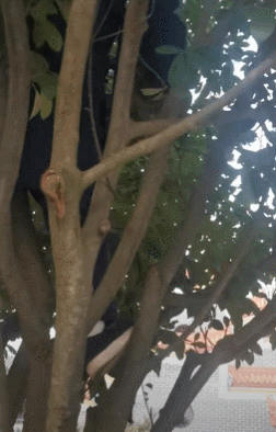【宠物】道长“掷圣杯”问猫猫是否绝育，解读卦象后绷不住了：你是说祖师爷被这问题逗笑了（组图） - 10