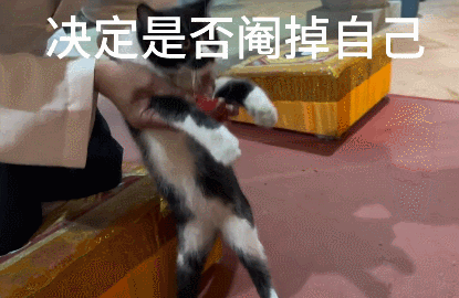 【宠物】道长“掷圣杯”问猫猫是否绝育，解读卦象后绷不住了：你是说祖师爷被这问题逗笑了（组图） - 7