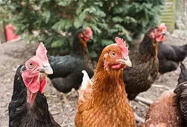 全球首例!患者感染禽流感H5N5身亡,病毒疑似来自加拿大,专家紧急示警(组图) - 5