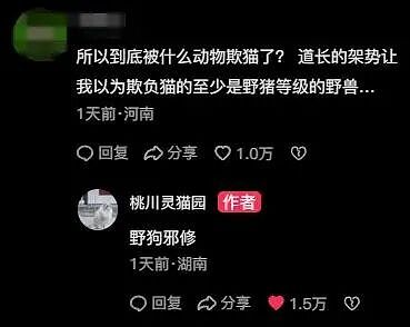 【宠物】道长“掷圣杯”问猫猫是否绝育，解读卦象后绷不住了：你是说祖师爷被这问题逗笑了（组图） - 11