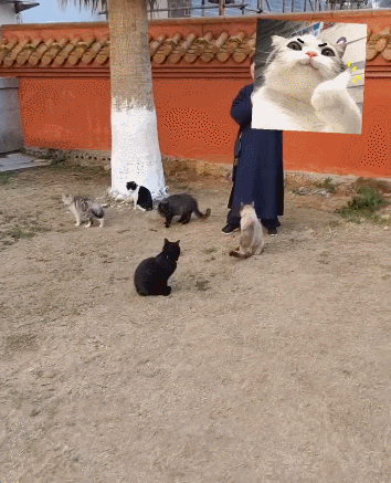 【宠物】道长“掷圣杯”问猫猫是否绝育，解读卦象后绷不住了：你是说祖师爷被这问题逗笑了（组图） - 9