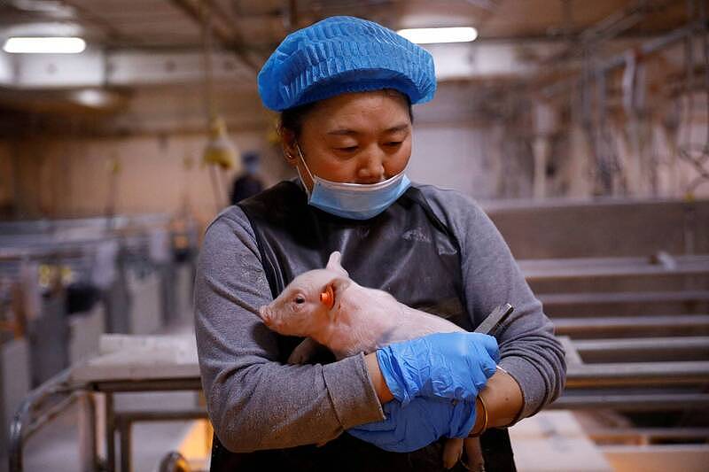 中国猪肉崩盘！还有新病毒流窜（组图） - 3