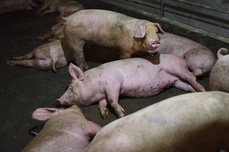 中国猪肉崩盘！还有新病毒流窜（组图） - 5