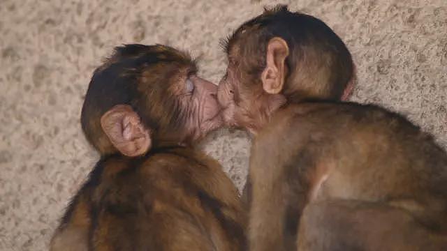 【涨知识】科学家：“接吻”起源可追溯至2100万年前（组图） - 2