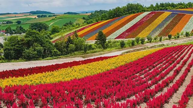 日本的高风险豪赌:将“花之岛”北海道打造成全球晶片中心(组图) - 1