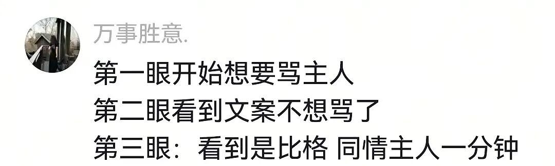 【宠物】狗主人将自家狗子扔进河,一旁贵宾看得瑟瑟发抖…网友:这波真是狗子不对了…(组图) - 15