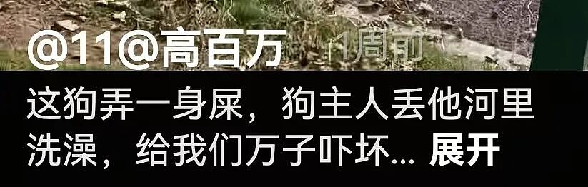 【宠物】狗主人将自家狗子扔进河,一旁贵宾看得瑟瑟发抖…网友:这波真是狗子不对了…(组图) - 10