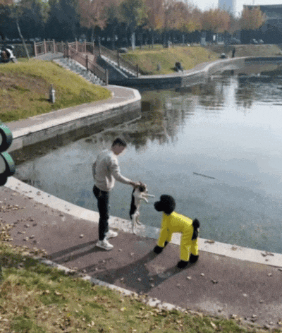【宠物】狗主人将自家狗子扔进河,一旁贵宾看得瑟瑟发抖…网友:这波真是狗子不对了…(组图) - 2