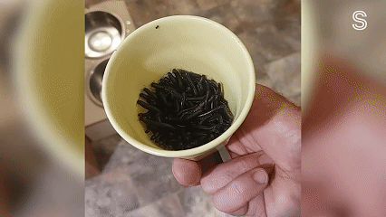 在澳洲泛滥成灾，曾引发火车追尾事故！新西兰出现“虫子风暴”，“从地板、床铺同时爬出”（组图） - 6