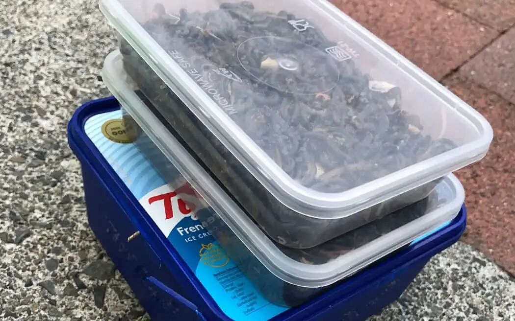 在澳洲泛滥成灾，曾引发火车追尾事故！新西兰出现“虫子风暴”，“从地板、床铺同时爬出”（组图） - 17
