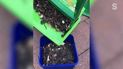 在澳洲泛滥成灾，曾引发火车追尾事故！新西兰出现“虫子风暴”，“从地板、床铺同时爬出”（组图） - 7