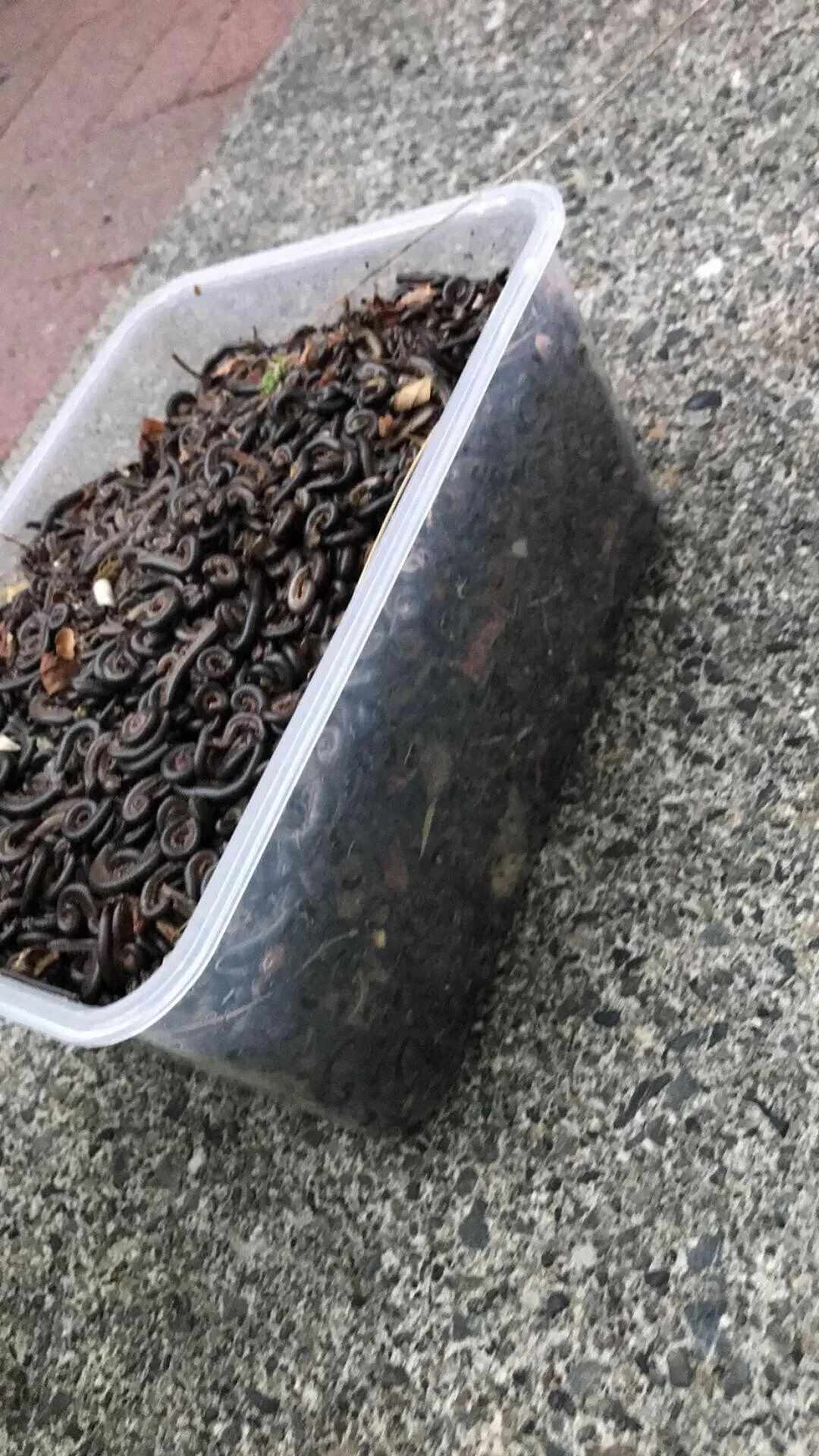 在澳洲泛滥成灾，曾引发火车追尾事故！新西兰出现“虫子风暴”，“从地板、床铺同时爬出”（组图） - 16