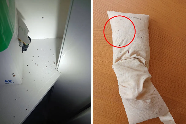 头皮发麻！澳人衣柜里发现虫害，专家警告：千万别放这东西进衣柜（组图） - 1