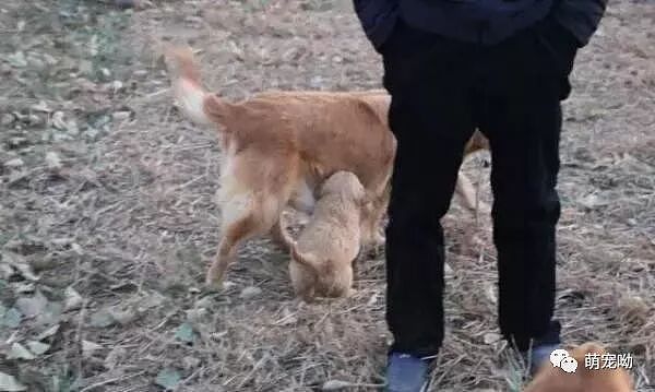 【宠物】金毛麻麻随主人下地干活，可后面还跟着只要吃奶的小金毛（组图） - 9