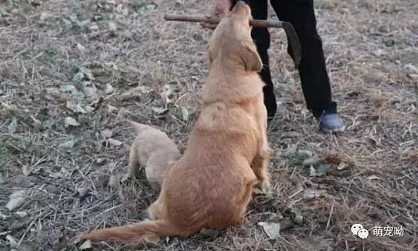 【宠物】金毛麻麻随主人下地干活，可后面还跟着只要吃奶的小金毛（组图） - 8