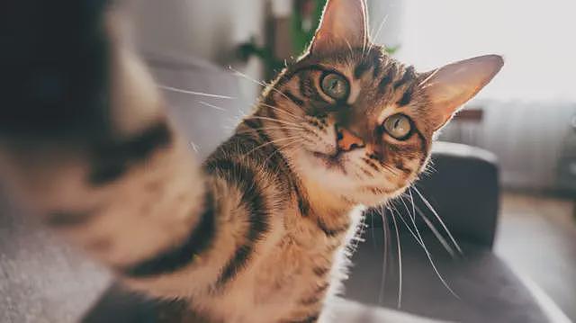 猫开始成为人类伙伴的时间，比你想像的要晚得多（组图） - 2