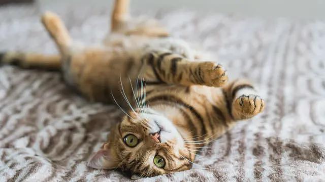 猫开始成为人类伙伴的时间，比你想像的要晚得多（组图） - 5