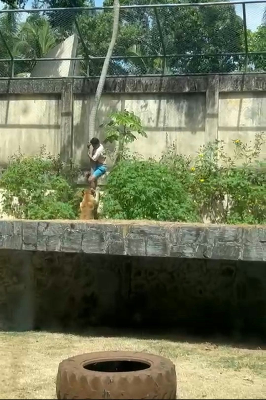 惊悚视频曝光!巴西男子翻6.1米高墙跳入狮舍,秒遭母狮扑咬惨死(视频/组图) - 4