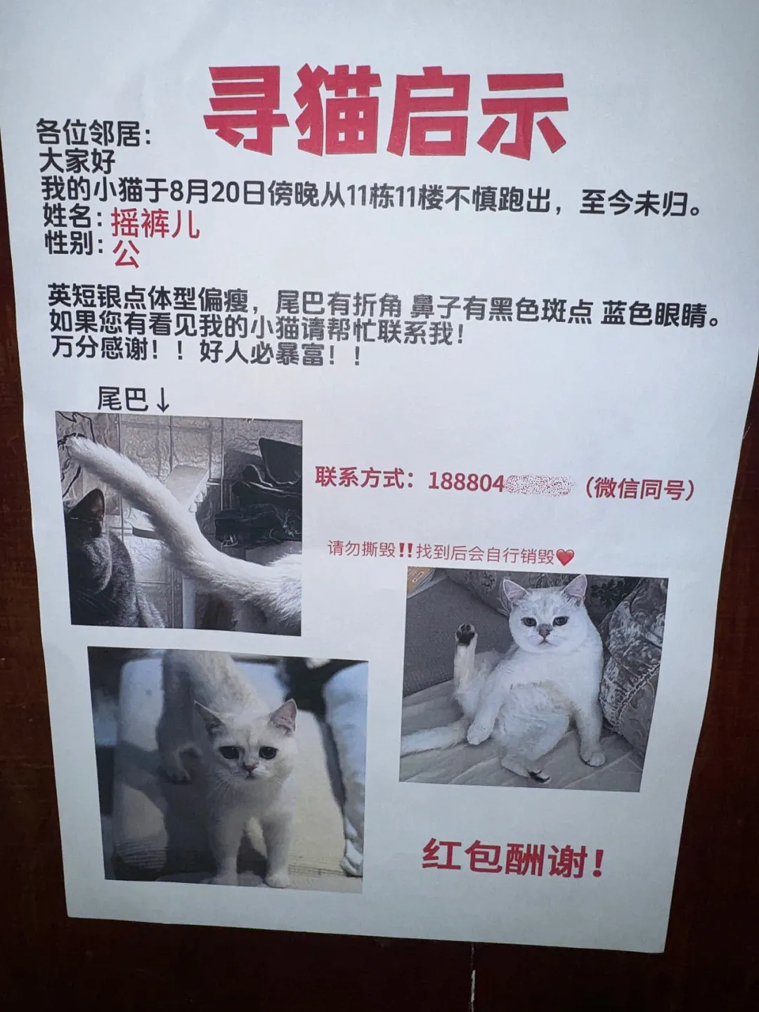 【宠物】小哥的“几把猫”丢了,到处贴寻猫启事,网友一看配图:难怪这猫会离家出走...(组图) - 2