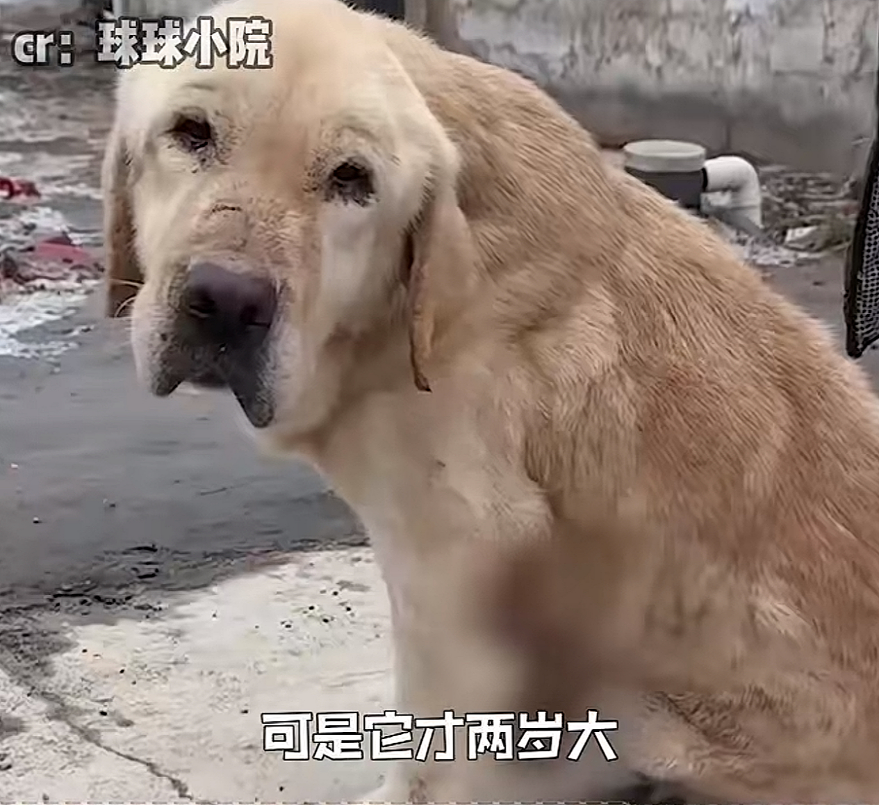 “剖腹取崽,去母留子,无情抛弃…”热搜上被曝光的黑色产业链,让无数网友怒了(组图) - 12